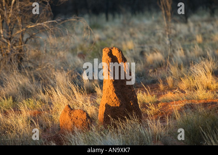 Termite mound a Simpson s Gap West Madonnell Mountain Range Australia Foto Stock