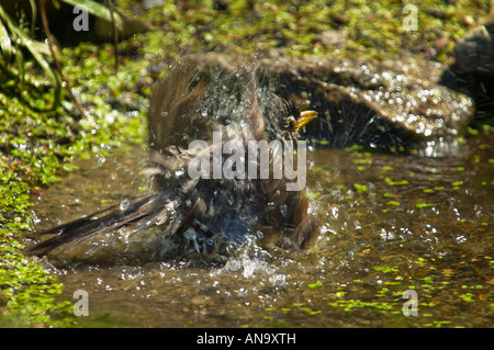 Blackbird Amsel Eurasian Blackbird Turdus merula balneazione in un pool di Pozza Foto Stock