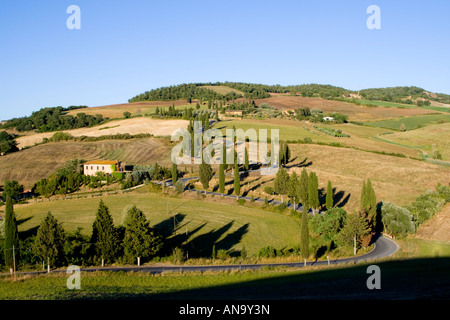 Cipressi lungo la strada a Monticchiello Italia Foto Stock