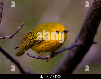 Trillo giallo (Dedroica petechia) - New York - arroccato Foto Stock