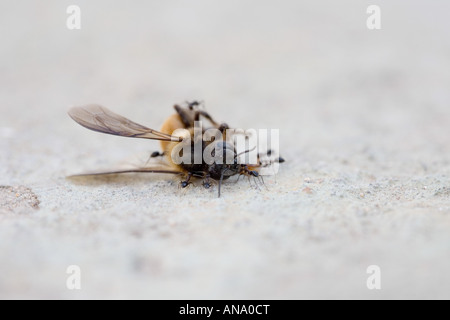 Formiche che lavorano insieme trascinando un'ape morta. India Foto Stock