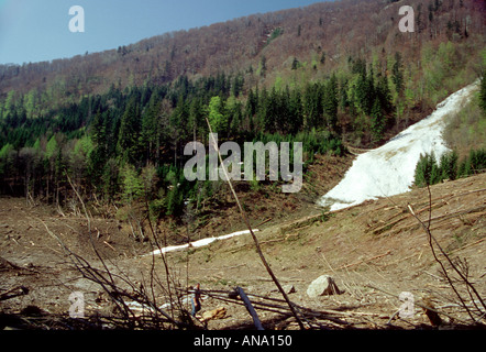 Percorso di valanghe in Velka Fatra Parco Nazionale Monti, Slovacchia Foto Stock