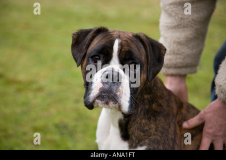 Cane Boxer fotografato NEL REGNO UNITO Foto Stock