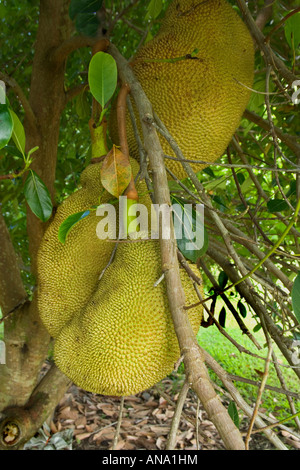 Jackfruit crescente sul ramo. Foto Stock