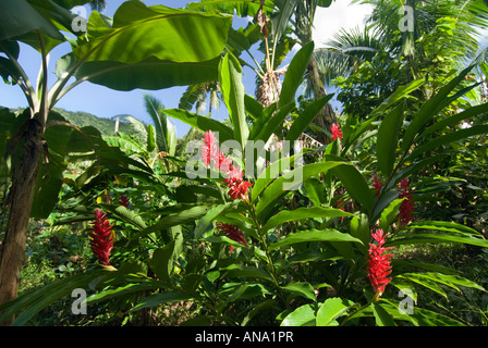 Lo zenzero di piante e fiori rosso gingerflower SAMOA UPOLU NE nord-est a nord-est a nord-est della foresta pluviale Uafato alberi di noce di cocco palmi harve Foto Stock