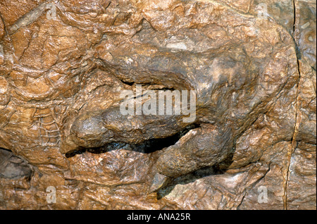 Dinosaur Track nel St. George Dinosaur Discovery Site, saint george, Utah USA Foto Stock