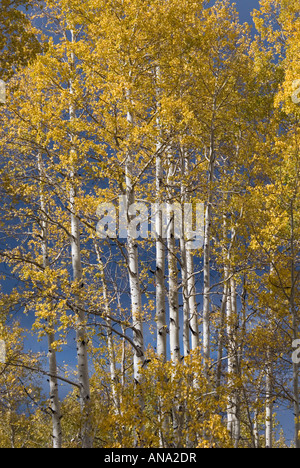 Autunno Aspen alberi con la tempesta si avvicina dietro Uncompahgre Foresta Nazionale di Colorado Foto Stock