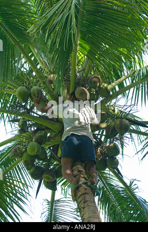 L'uomo la raccolta di noci di cocco SAMOA UPOLU NE nord-est a nord-est a nord-est della foresta pluviale Uafato alberi di noce di cocco palmi vendemmia la mietitura Foto Stock