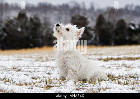 Alert West Highland Terrier seduto nella neve Foto Stock