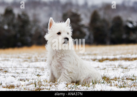 Alert West Highland Terrier seduto nella neve Foto Stock