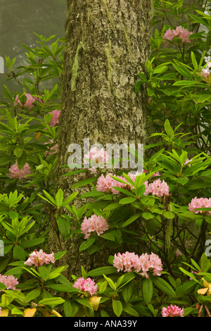 Rododendri nella foresta pluviale a molla Foto Stock