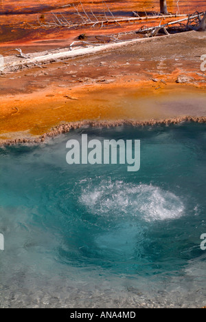 Il punto di ebollizione chiaro blu verde acqua in ebollizione di Firehole molla sul lago Firehole guidare il Parco Nazionale di Yellowstone Wyoming USA Foto Stock