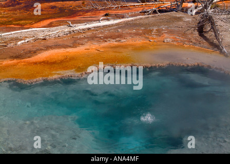 Il punto di ebollizione chiaro blu verde acqua in ebollizione di Firehole molla sul lago Firehole guidare il Parco Nazionale di Yellowstone Wyoming USA Foto Stock