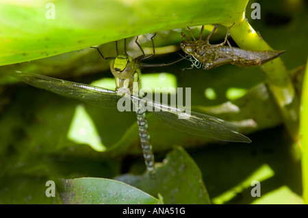 Aeshna cyanea big verde blu marrone dragon fly libellula libellule su sfondo verde piante stretching poco dopo la schiusa Foto Stock