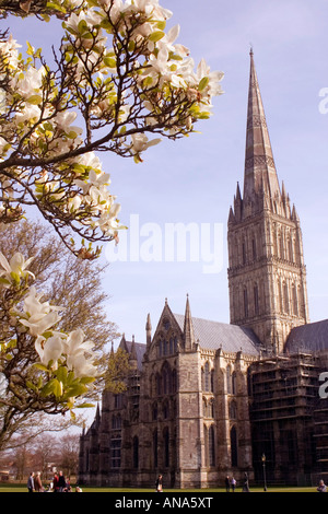 Con la Cattedrale di Salisbury con albero di magnolia Salisbury WILTSHIRE REGNO UNITO Foto Stock