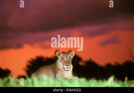 Un Leone al tramonto sul Savuti marsh (Panthera leo) Foto Stock