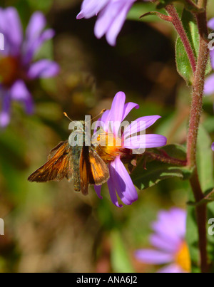 Woodland Skipper farfalla sulla spessa Aster con gambo vicino a Virginia Cascade il Parco Nazionale di Yellowstone Wyoming USA Foto Stock