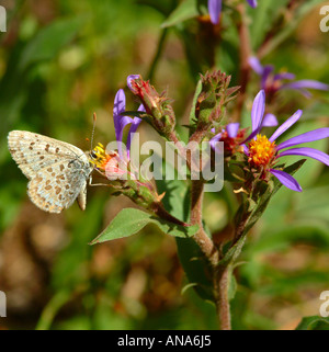 La parte inferiore di violaceo di rame sulla farfalla di spessore con gambo fiore Aster vicino a Virginia Cascade il Parco Nazionale di Yellowstone Wyoming Foto Stock