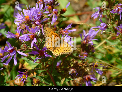 Fritillary Callippe farfalla sulla spessa Aster con gambo vicino a Virginia Cascade il Parco Nazionale di Yellowstone Wyoming USA Foto Stock