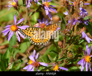 Fritillary Callippe farfalla sulla spessa Aster con gambo vicino a Virginia Cascade il Parco Nazionale di Yellowstone Wyoming USA Foto Stock