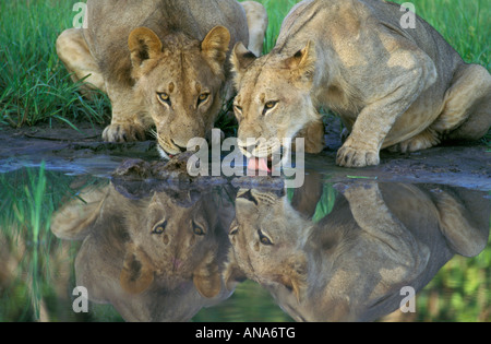 Lion sub-maschi adulti di bere, riflessa nell'acqua (Panthera leo) Foto Stock