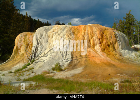 Molla di Orange Mound a Mammoth Hot Springs Yellowstone National Park Wyoming USA Foto Stock