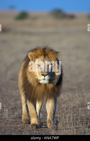 Leone maschio (Panthera leo) con criniera bello camminare direttamente verso la telecamera Foto Stock