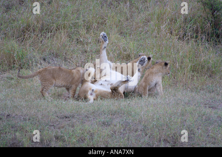 Leonessa sdraiata sulla schiena giocando con i suoi cuccioli (Panthera leo) Foto Stock
