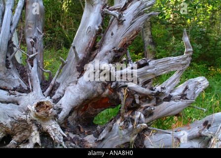 Il vecchio albero radici esposta all'atmosfera sul Green River Bank al Rock Creek Resort Montana USA Foto Stock