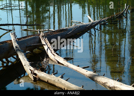 Caduto albero di pino in acqua di Spring Lake Grand Teton National Park Wyoming Stati Uniti America STATI UNITI D'AMERICA Foto Stock