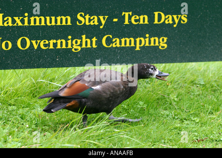 Paradise Shelduck si mescola con camper Nuova Zelanda Foto Stock