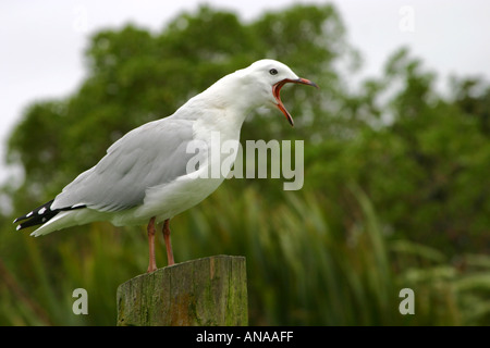 Rosso urlante fatturati seagull Nuova Zelanda Foto Stock