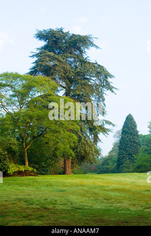 Area di erba nel parco Foto Stock