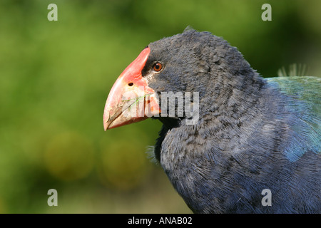 Takahe su Tiritiri Matangi Island in Nuova Zelanda Foto Stock