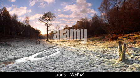 Nuova Foresta frosty sunrise, Hampshire county, England, Regno Unito Foto Stock