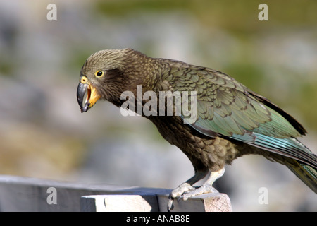 Kea il pappagallo curioso come un uccello in Nuova Zelanda Foto Stock