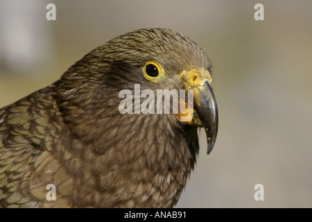 Kea il pappagallo curioso come un uccello in Nuova Zelanda Foto Stock