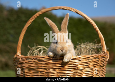 Simpatico coniglietto di Pasqua la fuga da un cesto di vimini Foto Stock
