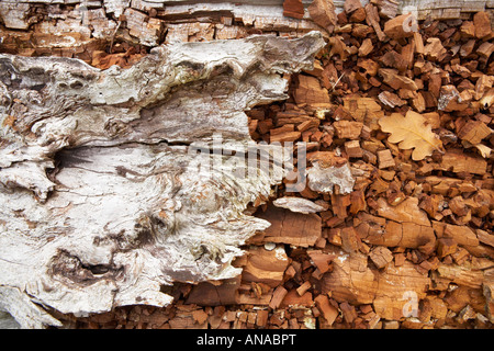 Texture frammentata di un albero caduto nella nuova foresta, Hampshire county, England, Regno Unito Foto Stock