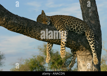 Leopard dormire nella forcella di un albero Foto Stock