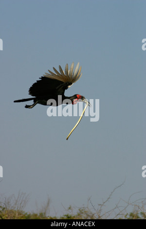 Ground-Hornbill meridionale in volo portando un serpente nel suo becco Foto Stock