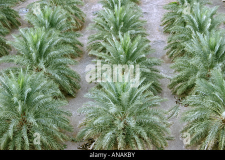 Data palm (Phoenix dactylifera), oasi con palme da dattero, Oman Foto Stock