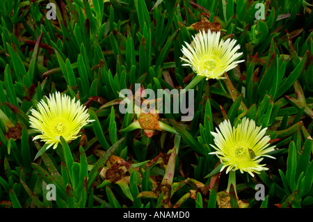 Hottentot Fig Carpobrotus edulis 2005 Cornovaglia Foto Stock