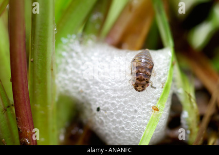 Ninfa di un froghopper sulla sua schiuma protettiva o cuculo spit Giugno 2005 Cornovaglia Foto Stock