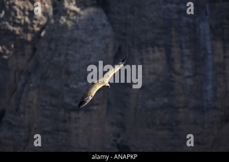 Grifone (Gyps fulvus), unico animale battenti, Spagna, Pyrenaeen, Mallos de Riglos, Riglos Foto Stock