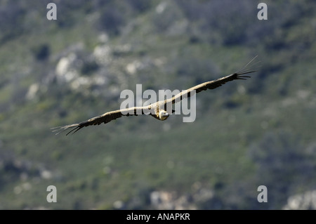 Grifone (Gyps fulvus), unico animale battenti, Spagna, Pyrenaeen, Mallos de Riglos, Riglos Foto Stock