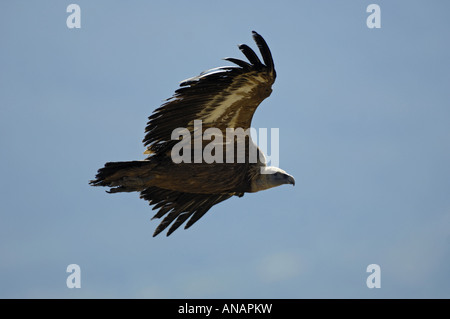 Grifone (Gyps fulvus), unico animale battenti, Spagna, Pyrenaeen, Mallos de Riglos, Riglos Foto Stock