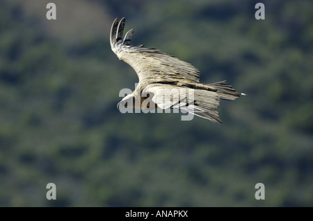 Grifone (Gyps fulvus), unico animale battenti, Spagna, Pyrenaeen, Mallos de Riglos, Riglos Foto Stock