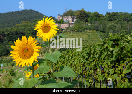 Comune di girasole (Helianthus annuus), girasoli di fronte Kropsburg vicino a San Martin, in Germania, in Renania Palatinato, Deutsche Foto Stock