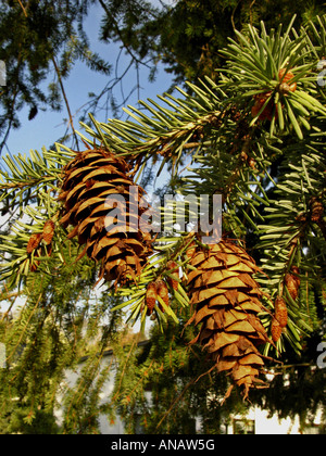 Douglas Fir (Pseudotsuga menziesii), coni Foto Stock